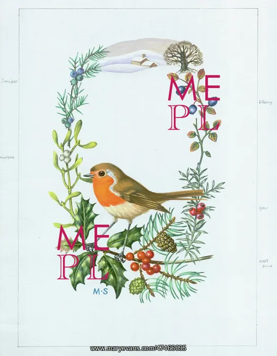 : Robin with holly, scots pine, mistletoe : Robin with holly, scots pine, mistletoe