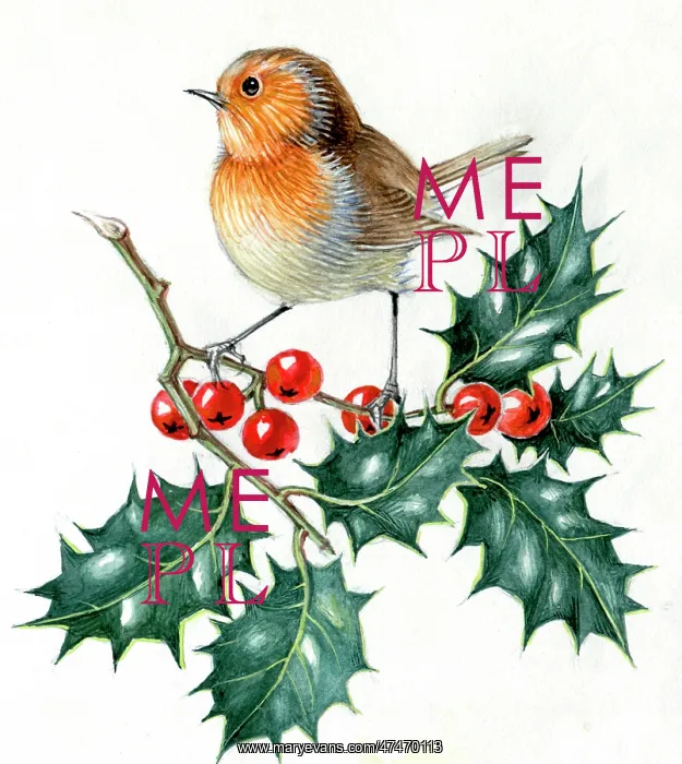 : Robin on Holly ' young robin on holly sprig : Robin on Holly ' young robin on holly sprig