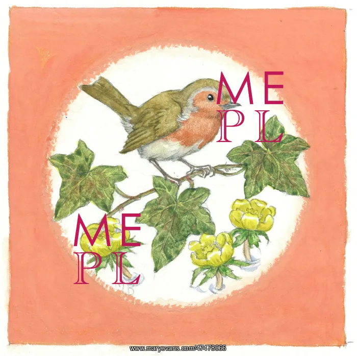 : Robin on ivy with aconites : Robin on ivy with aconites