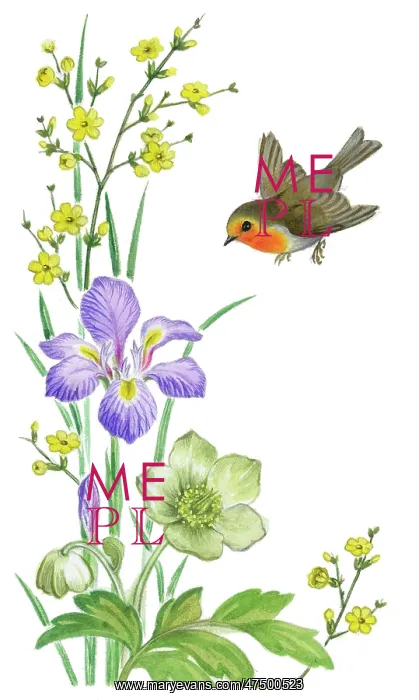 : Robin with jessamine, iris and Christmas roses : Robin with jessamine, iris and Christmas roses