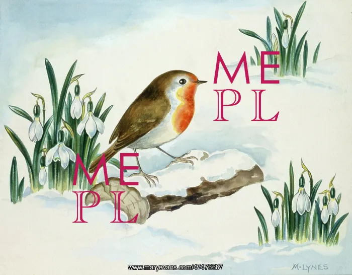 : Robin on a Log in the Snow & snowdrops : Robin on a Log in the Snow & snowdrops
