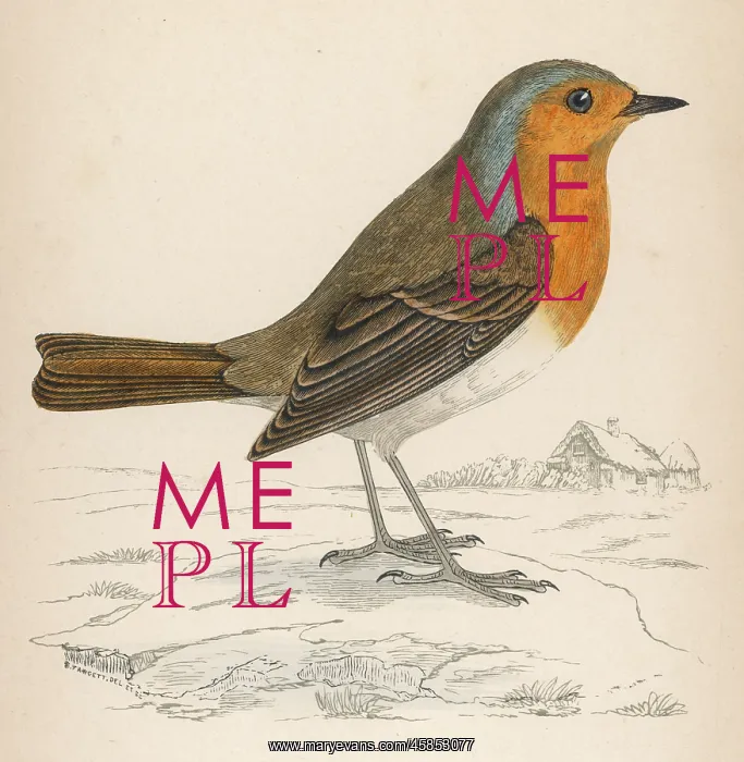  : ROBIN (MORRIS)