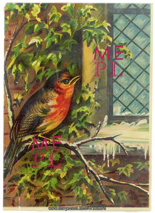  : ROBIN NEAR WINDOW