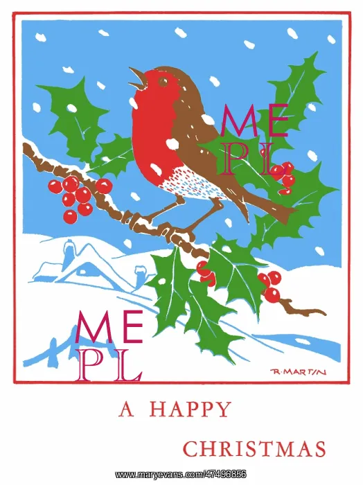 : Robin perched on holly bough in the snow : Robin perched on holly bough in the snow