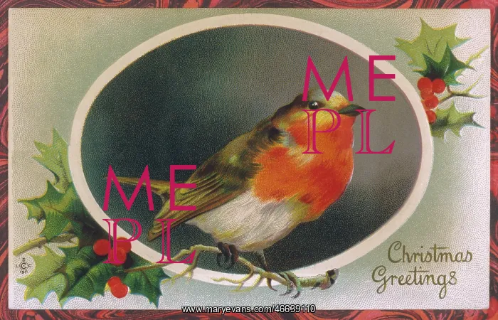  : Robin perched on a holly twig