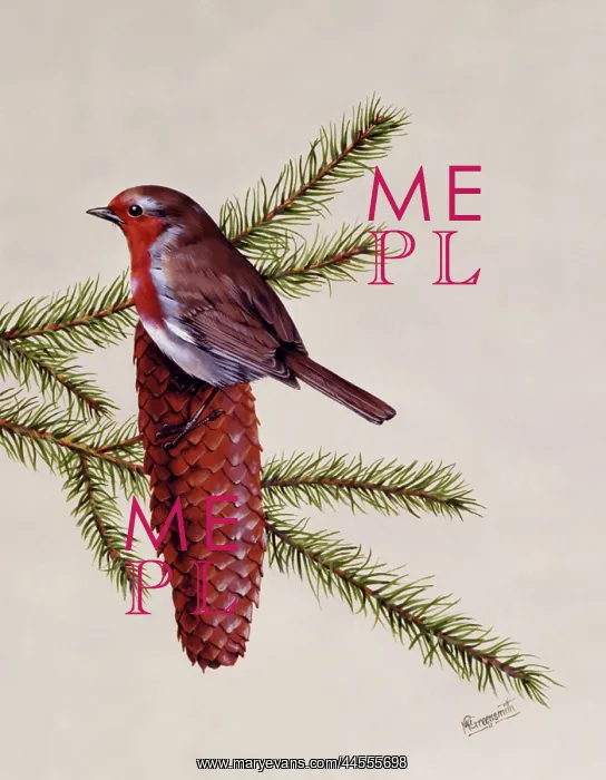 : A Robin perched on a large fir cone : A Robin perched on a large fir cone