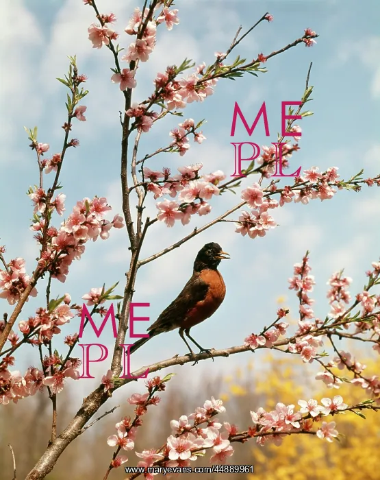 : ROBIN PERCHED ON TREE BRANCH WITH SPRING BLOSSOMS : ROBIN PERCHED ON TREE BRANCH WITH SPRING BLOSSOMS