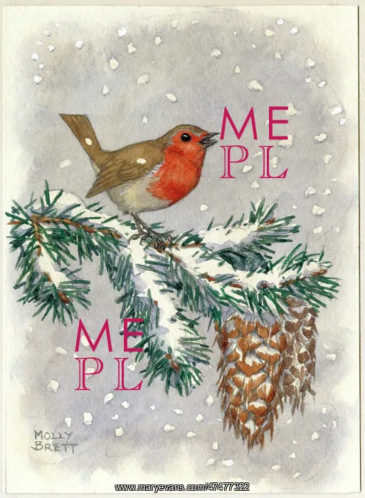 : Robin on pine branch with falling snow : Robin on pine branch with falling snow