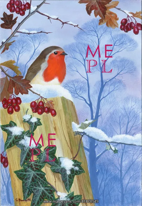  : Robin on a post with Ivy and Hawthorn with snow