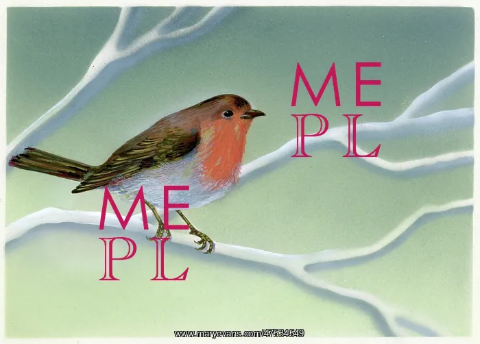  : Robin Redbreast