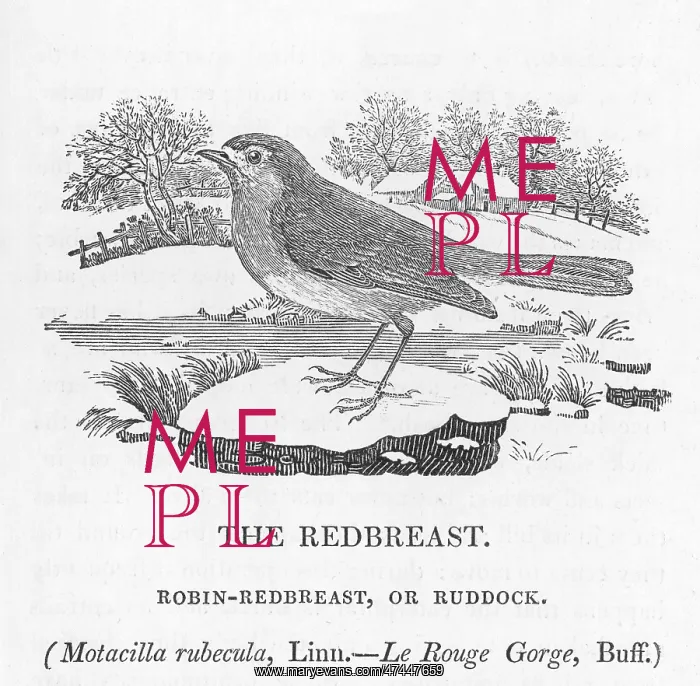  : ROBIN REDBREAST / BEWICK