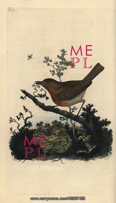 : Robin redbreast, Erithacus rubecula : Robin redbreast, Erithacus rubecula