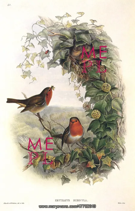  : Robin Redbreasts