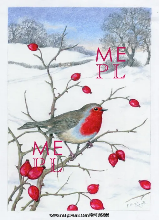 : Robin and Rose Hips in the Snow