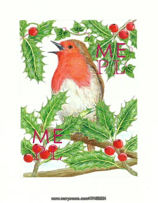  : Robin Singing with Holly and Berries