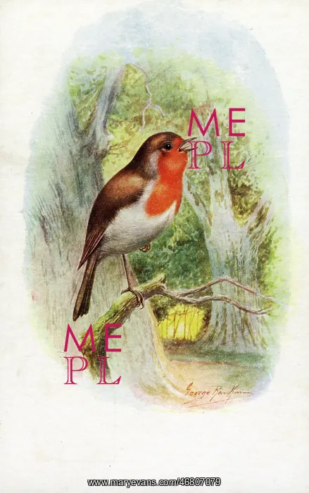 : Robin singing in the woods : Robin singing in the woods