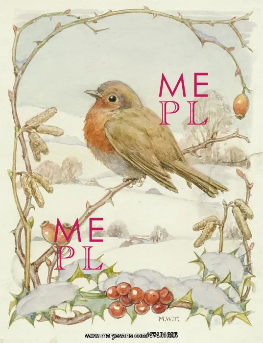 : A robin sitting on a branch in a winter scene : A robin sitting on a branch in a winter scene
