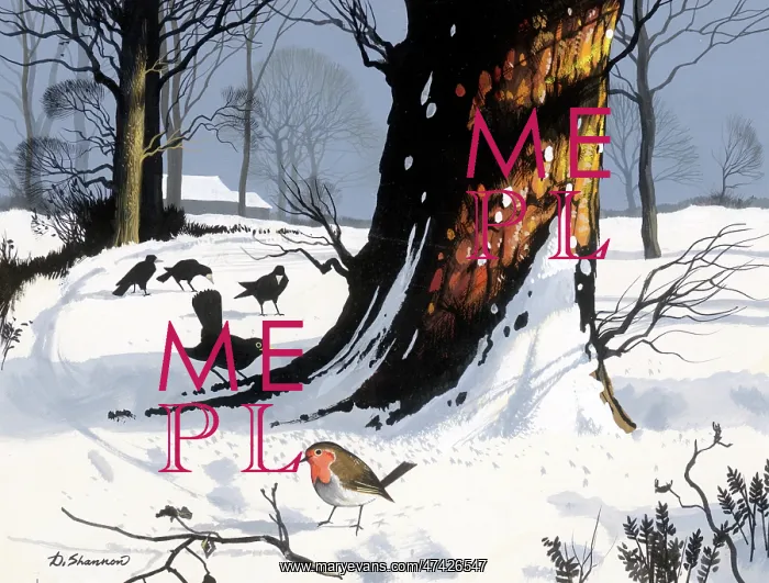  : Robin in the Snow