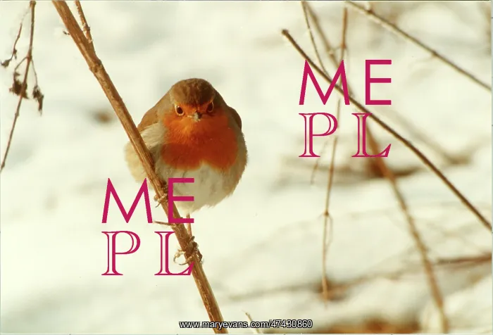  : Robin in the Snow