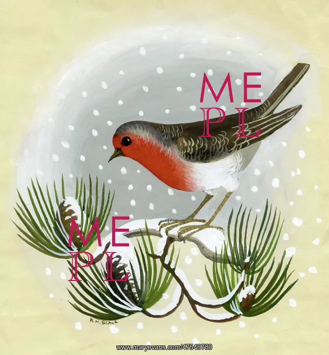  : Robin on a snow-covered pine bough