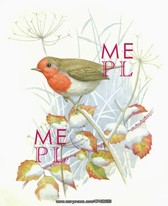  : Robin on a snow-covered stalk
