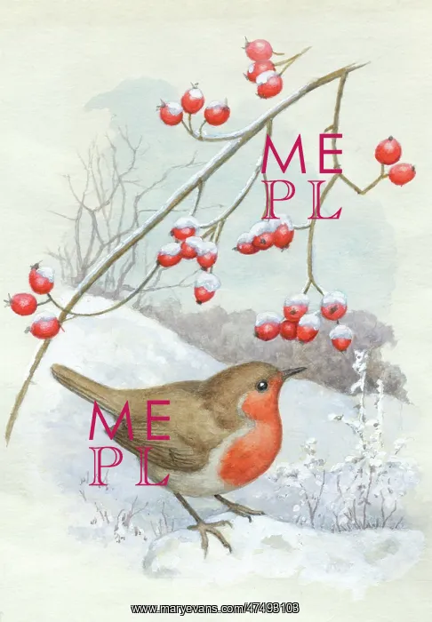  : Robin in the snow with hips