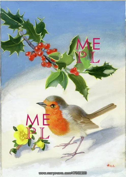  : Robin in the snow with holly and aconites