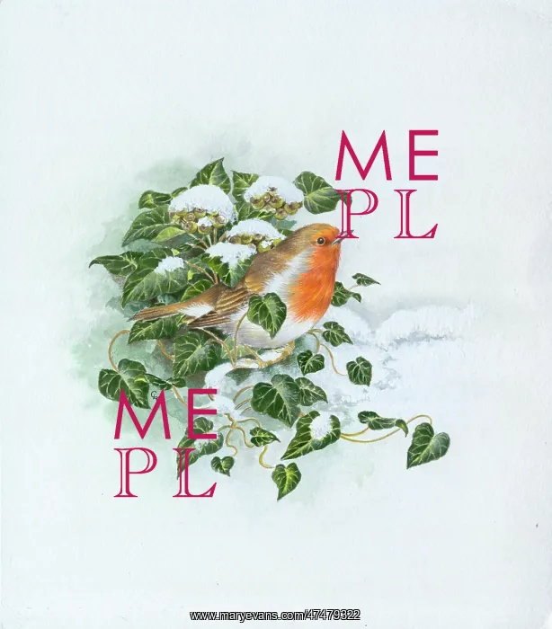 : Robin in snow with ivy