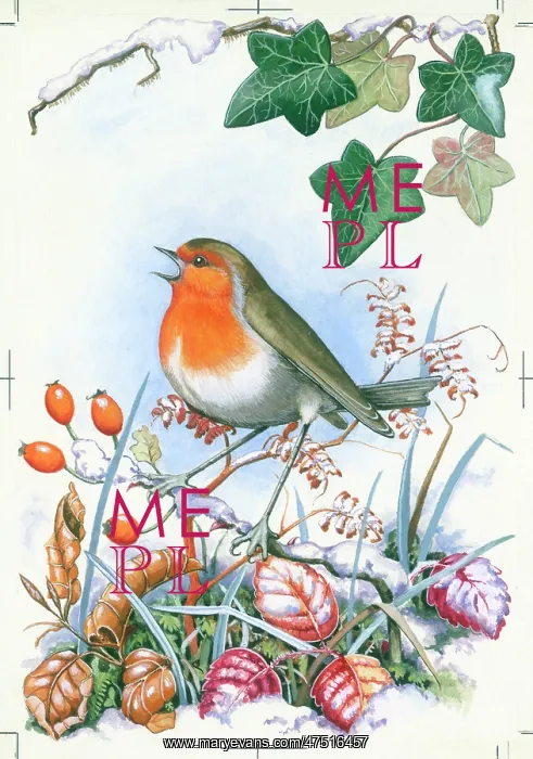 : Robin in snow with ivy above : Robin in snow with ivy above