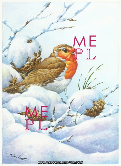  : Robin in the snow with pine cones
