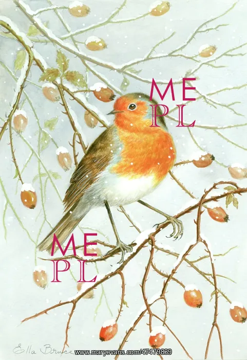  : Robin with snow and rosehips