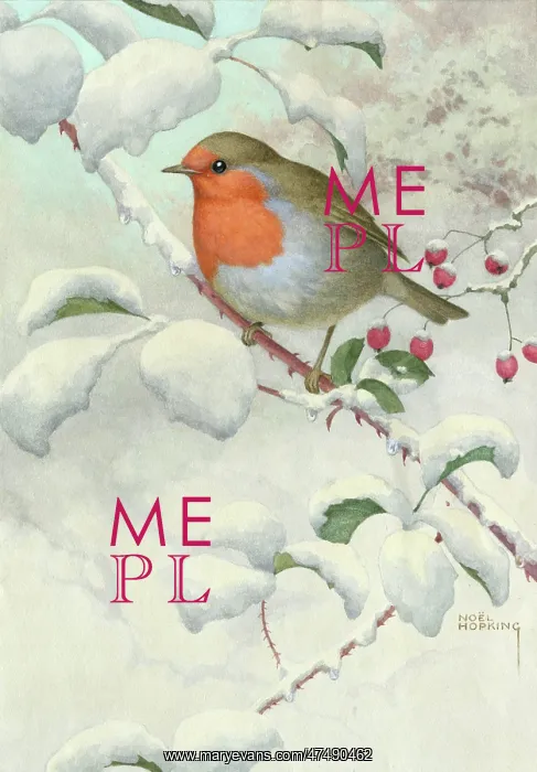  : Robin in Snow – on snow-covered rose branch