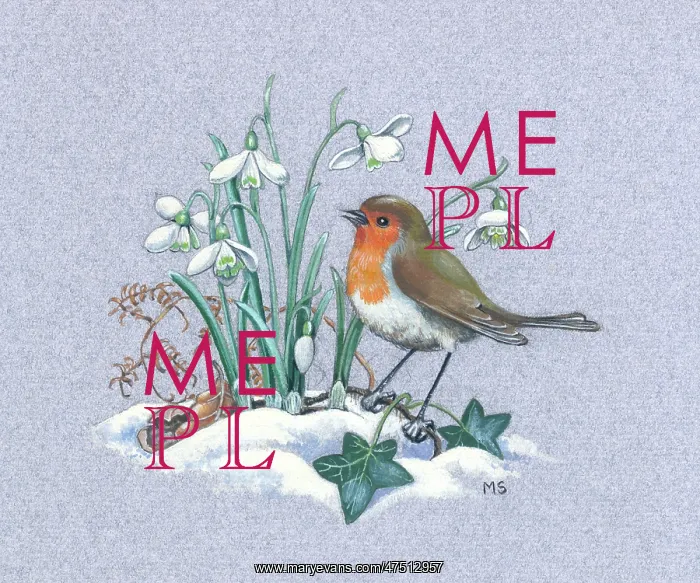 : Robin in snow with snowdrops and ivy