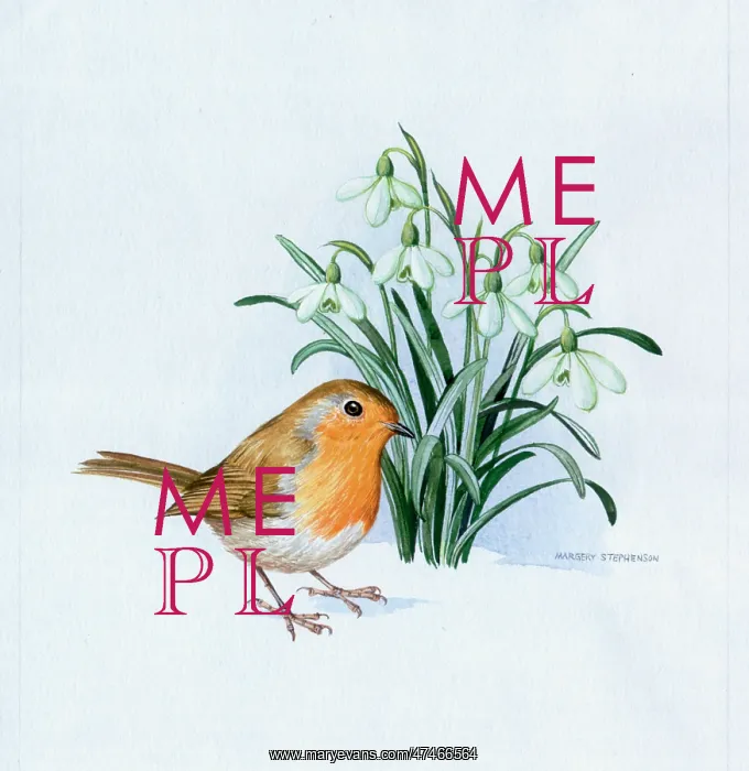  : Robin with Snowdrops