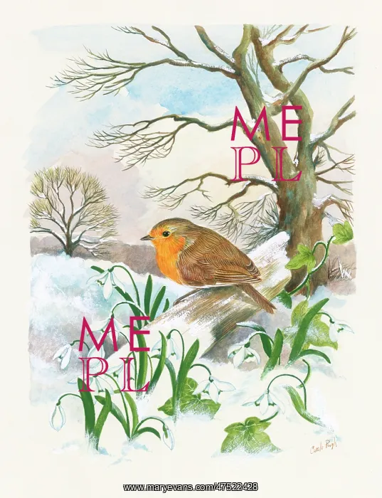: Robin with snowdrops : Robin with snowdrops