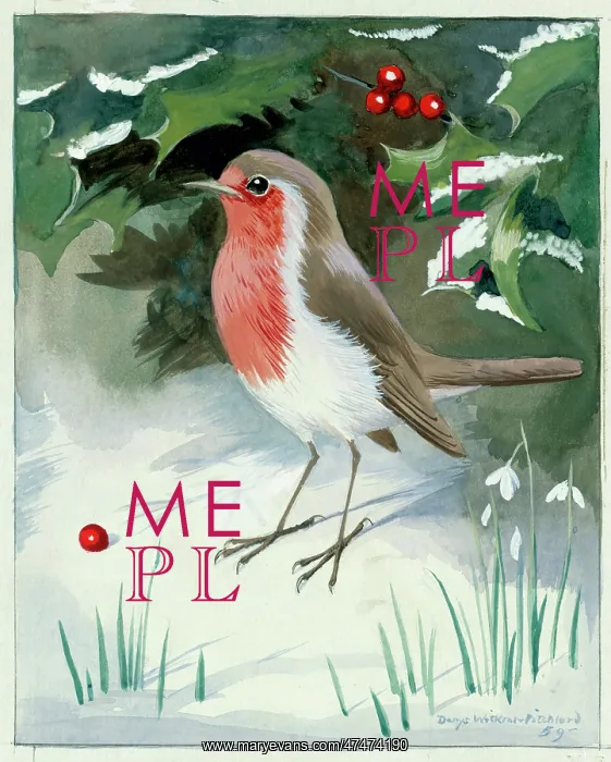  : Robin with snowdrops in snow