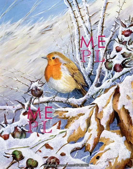  : Robin on a Snowy Bough