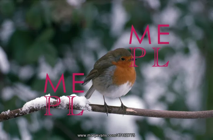  : Robin on a snowy bough