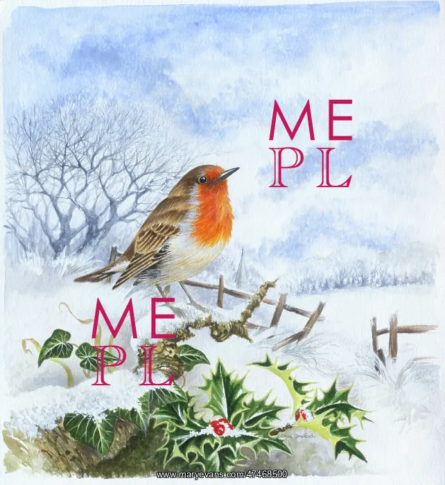  : Robin on a snowy branch