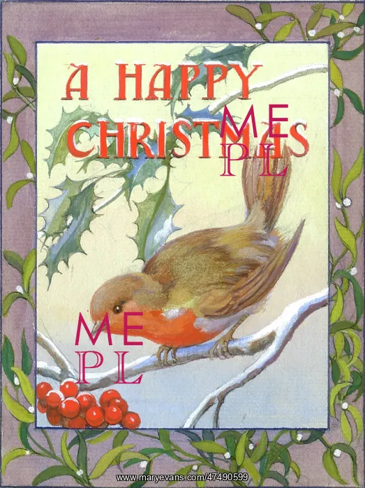 : Robin on snowy branch with holly and mistletoe : Robin on snowy branch with holly and mistletoe