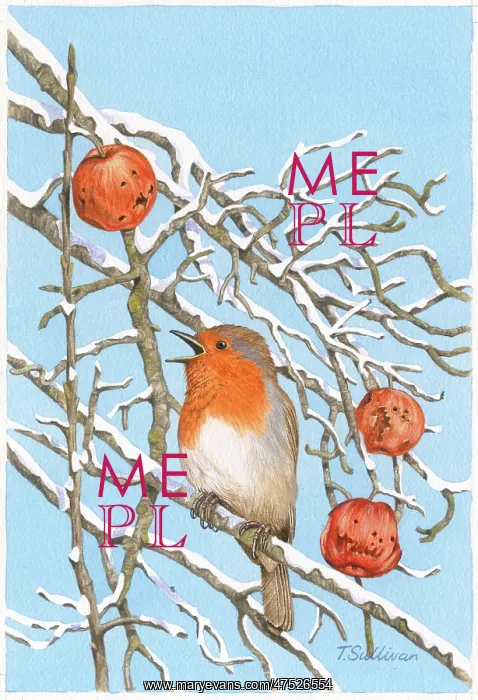  : Robin in snowy branches with the last apples