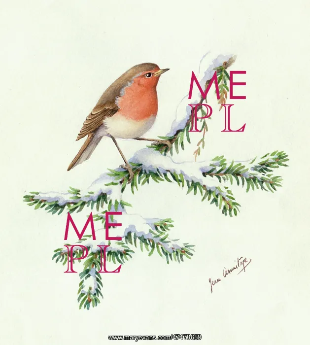  : Robin on a snowy fir bough