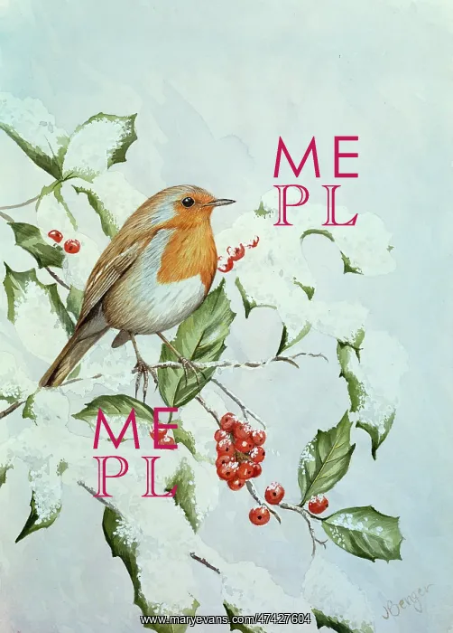  : Robin on Snowy Holly