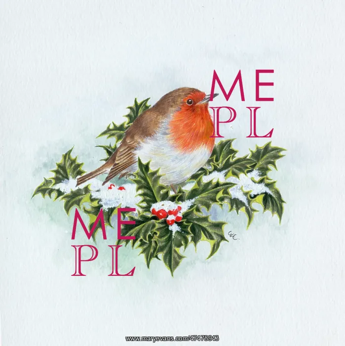  : Robin on snowy holly