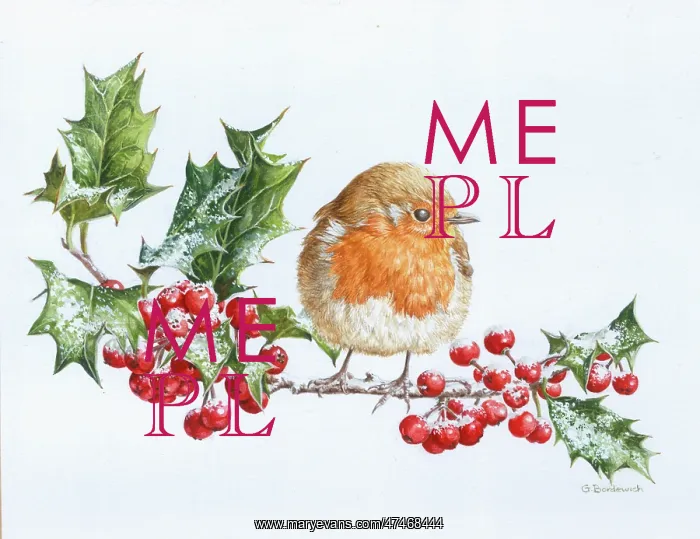  : Robin on snowy holly with berries