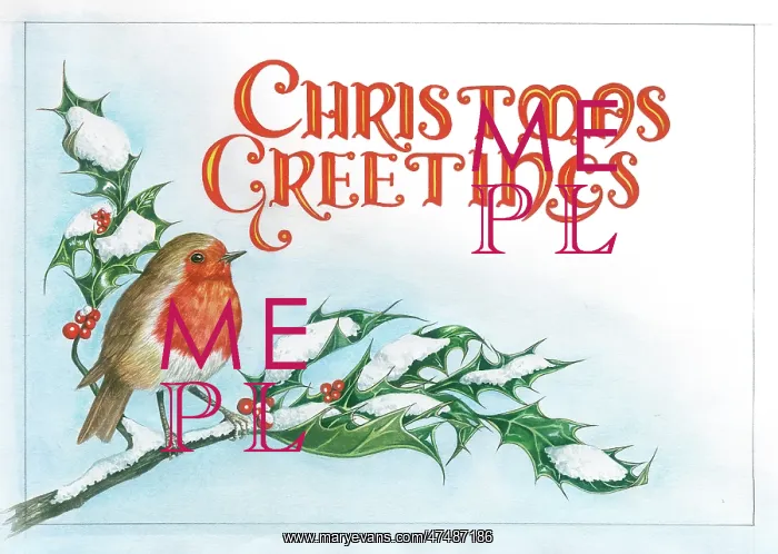 : Robin on a snowy holly bough : Robin on a snowy holly bough