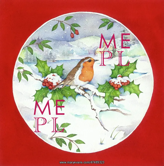 : Robin on Snowy Holly Branch : Robin on Snowy Holly Branch