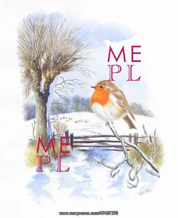 : Robin in a snowy landscape : Robin in a snowy landscape