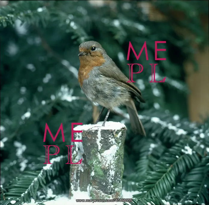  : Robin on a Snowy Log
