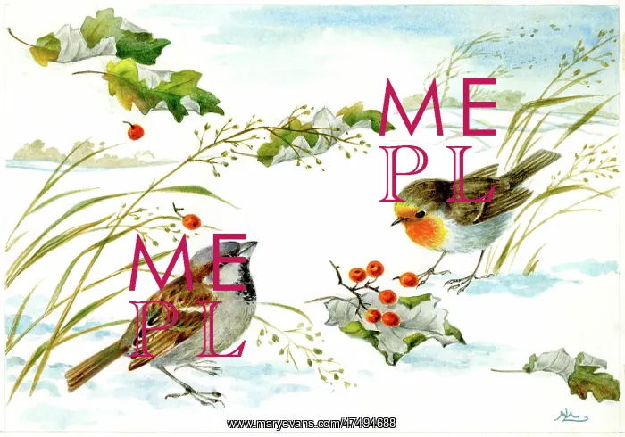 : Robin and Sparrow in the snow : Robin and Sparrow in the snow